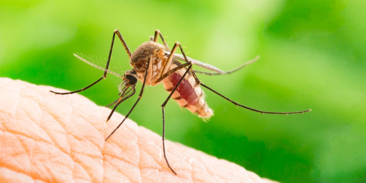 mosquito that landed on someone's arm